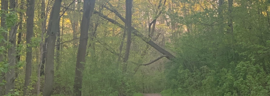 Tree lined path with two fallen trees making the letter "A".